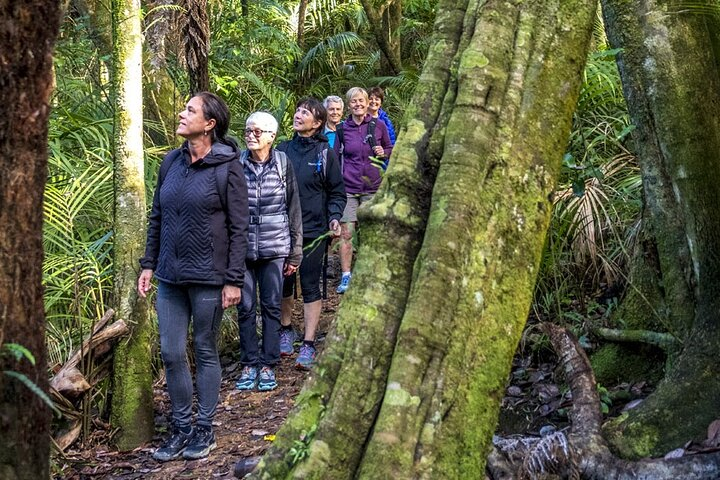 Forest Therapy on Waiheke